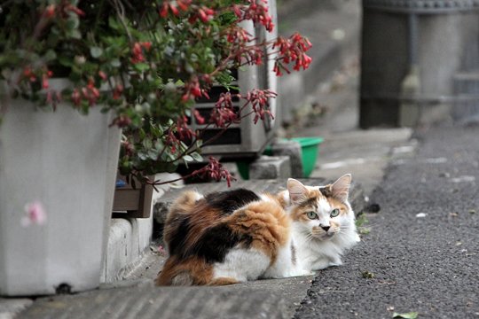 街のねこたち