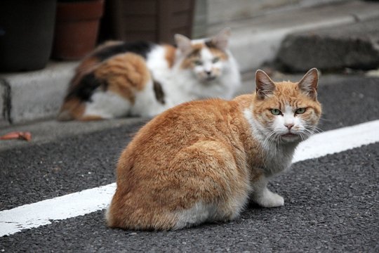 街のねこたち