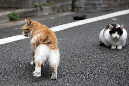 街のねこたち