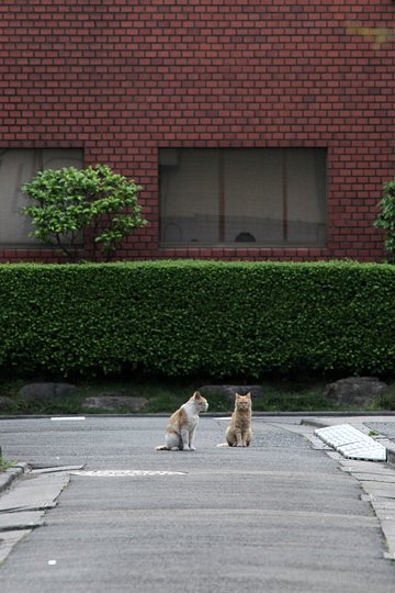 街のねこたち
