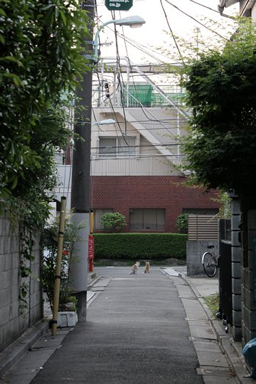 街のねこたち