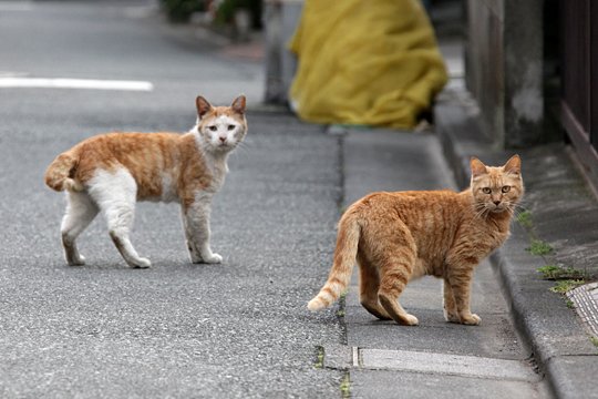 街のねこたち