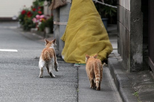 街のねこたち