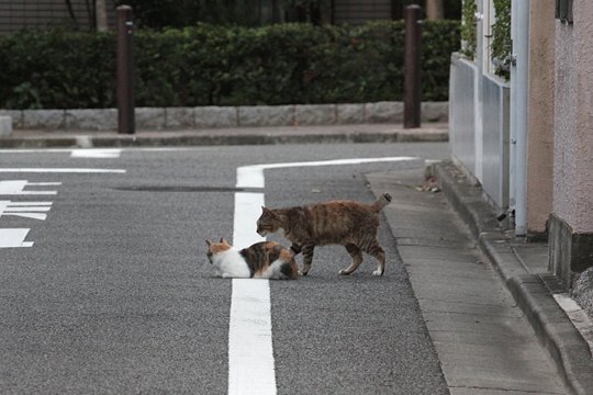 街のねこたち