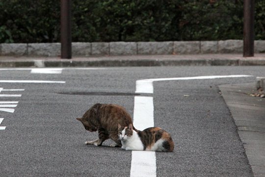 街のねこたち