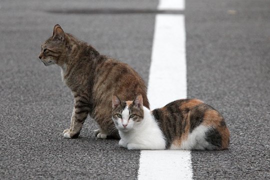 街のねこたち