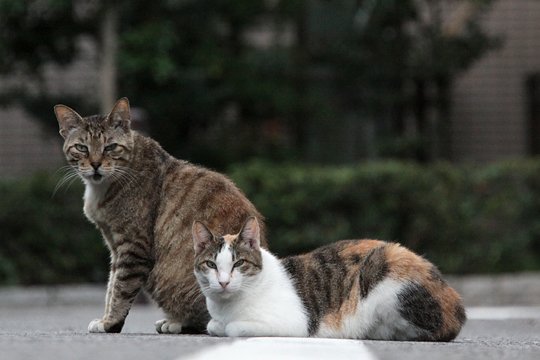 街のねこたち