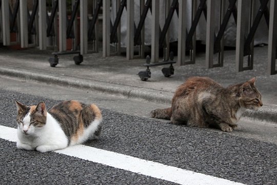 街のねこたち