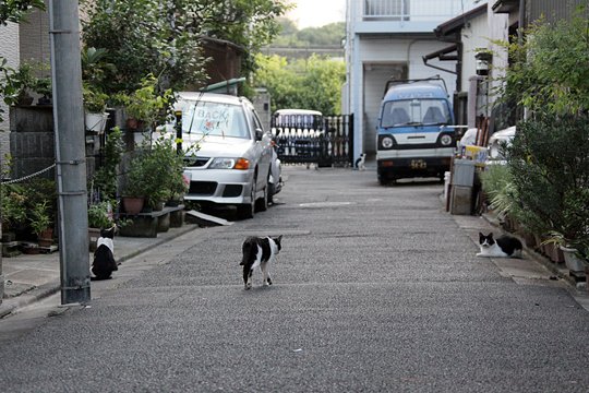 街のねこたち
