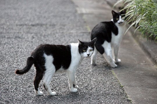 街のねこたち