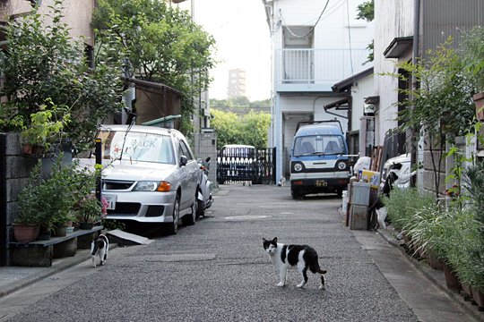 街のねこたち