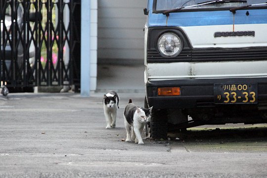 街のねこたち