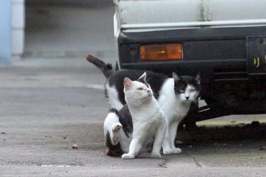 街のねこたち