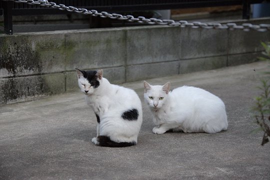 街のねこたち