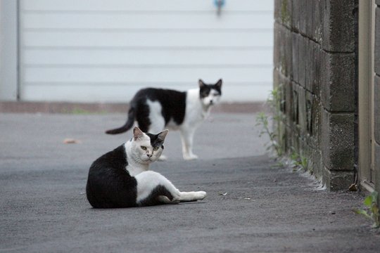 街のねこたち