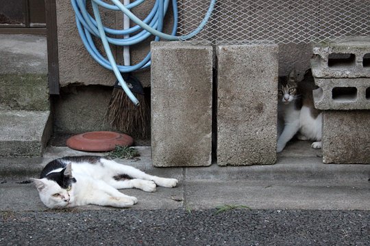 街のねこたち