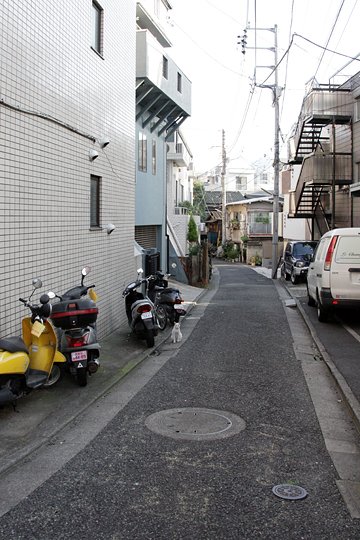 街のねこたち