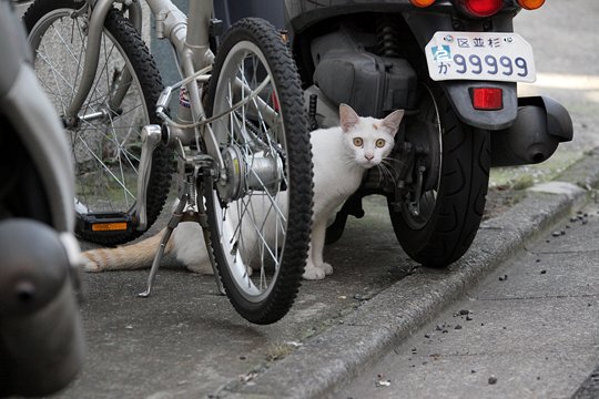 街のねこたち
