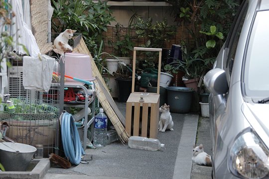 街のねこたち