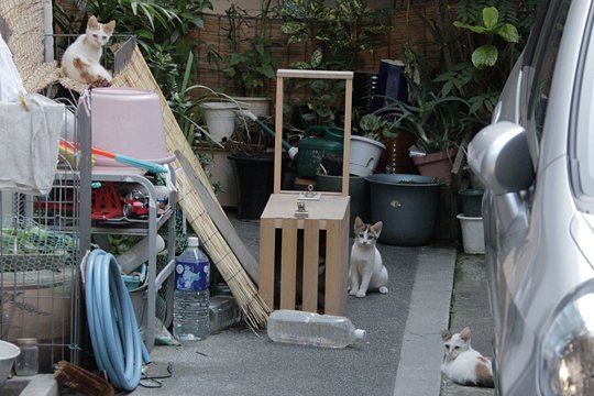 街のねこたち