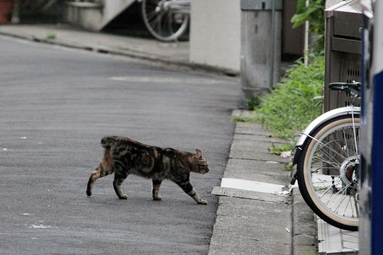 街のねこたち