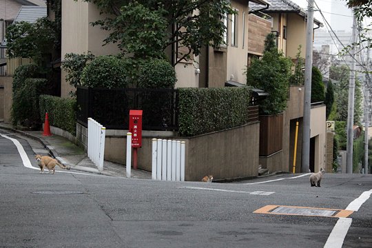 街のねこたち