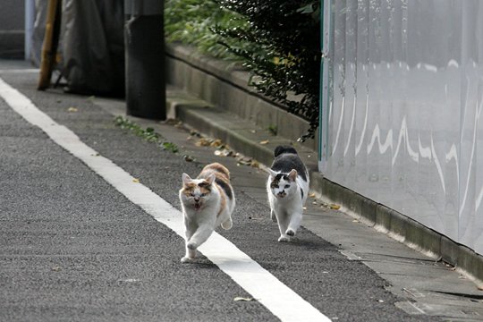 街のねこたち