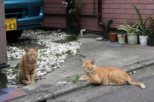 街のねこたち