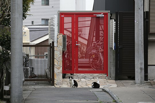街のねこたち