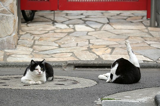 街のねこたち