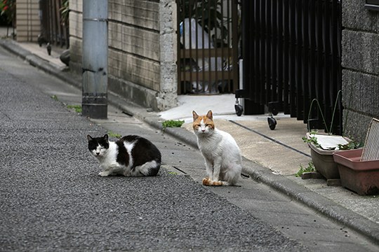 街のねこたち
