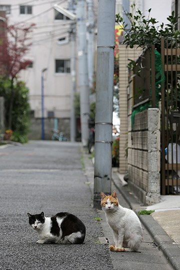 街のねこたち
