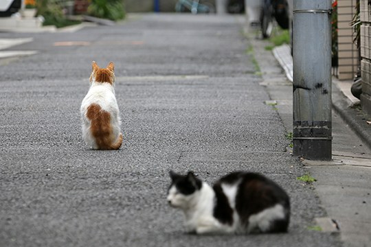街のねこたち