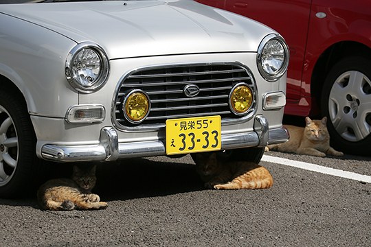 街のねこたち