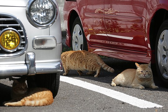 街のねこたち