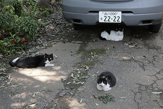 街のねこたち