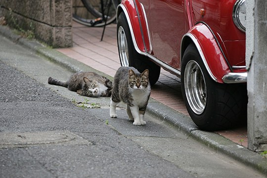 街のねこたち
