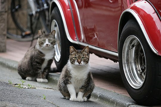 街のねこたち