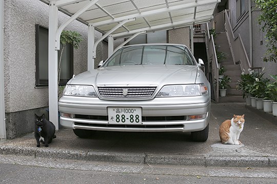 街のねこたち