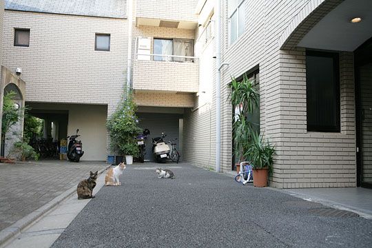 街のねこたち