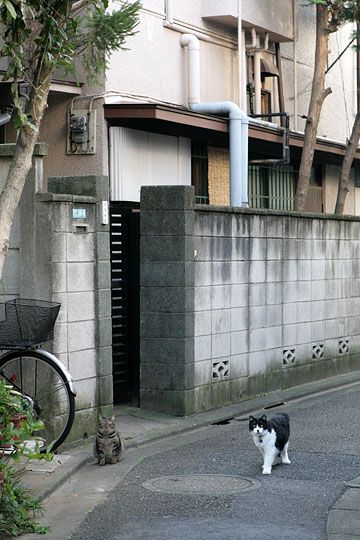 街のねこたち