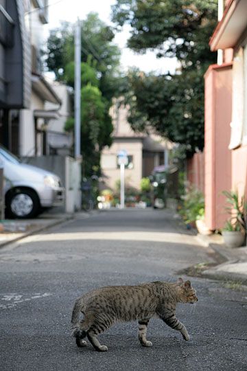 街のねこたち