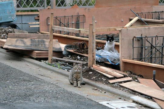 街のねこたち