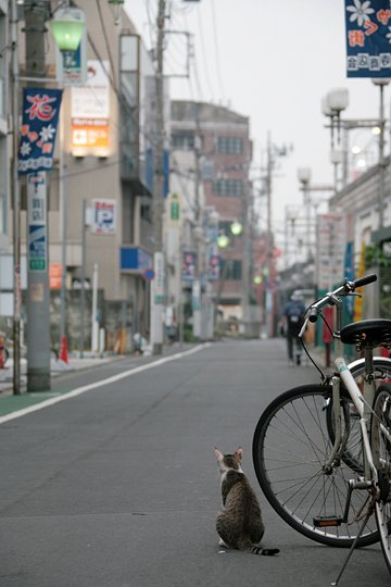 街のねこたち