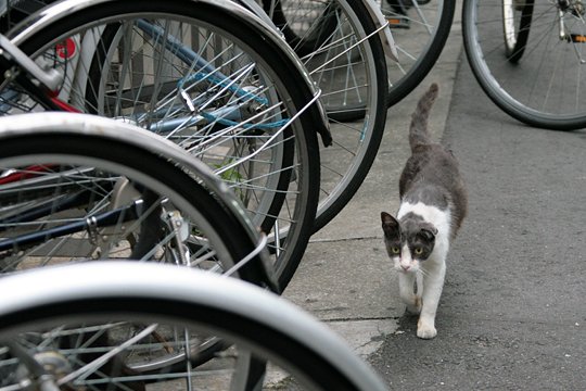街のねこたち