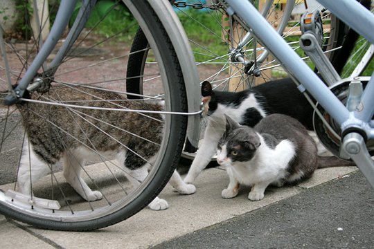 街のねこたち