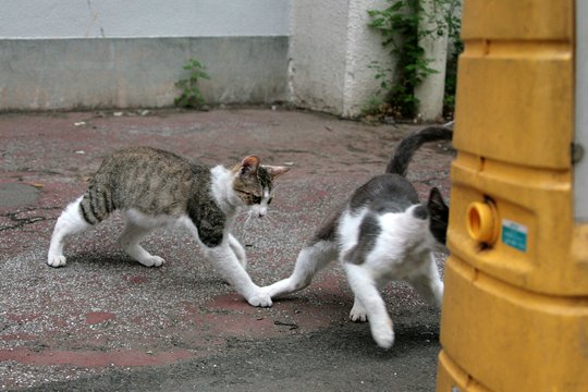 街のねこたち