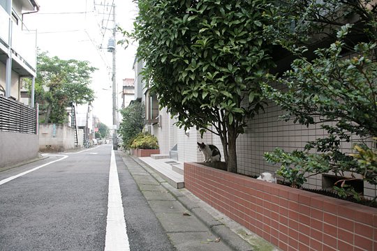 街のねこたち