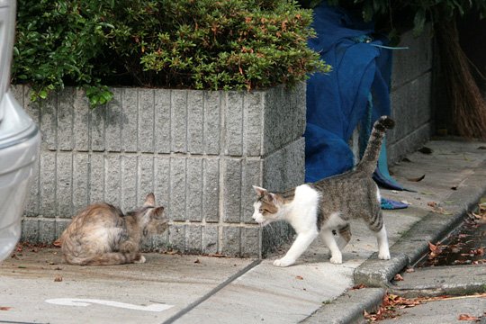 街のねこたち