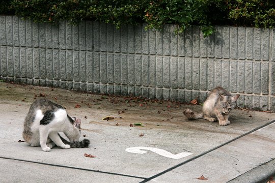 街のねこたち